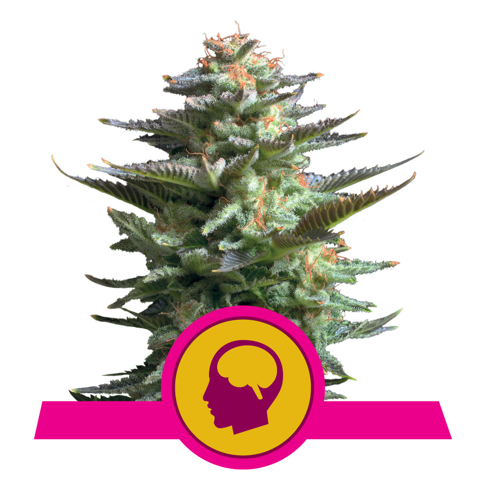 Amnesia Haze - Feminisiert