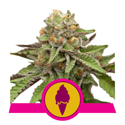 Green Gelato - Feminisiert