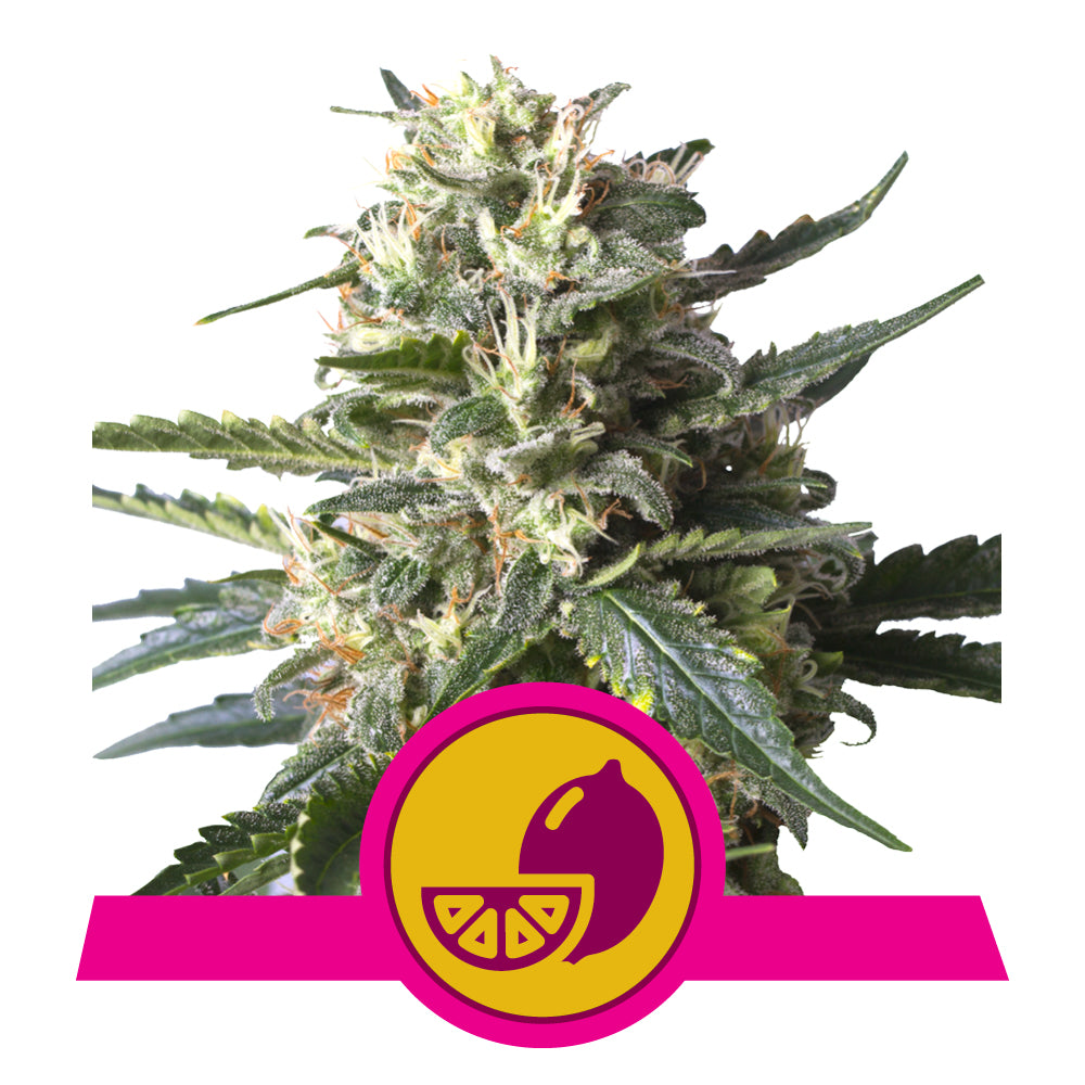 Lemon Shining Silver Haze - Feminisiert