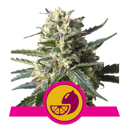 Lemon Shining Silver Haze - Feminisiert