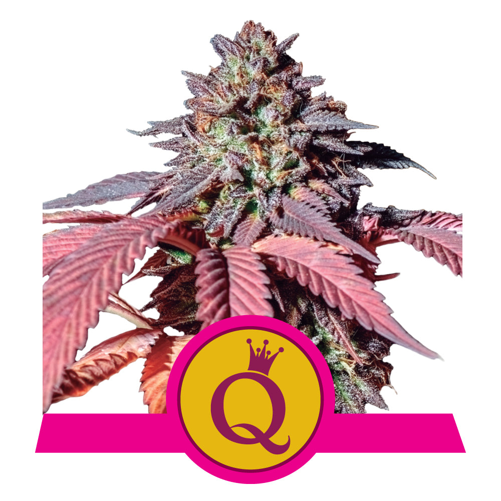 Purple Queen - Feminisiert