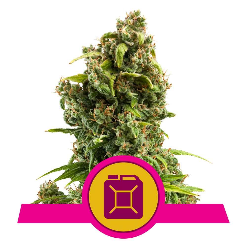 Sour Diesel - Feminisiert